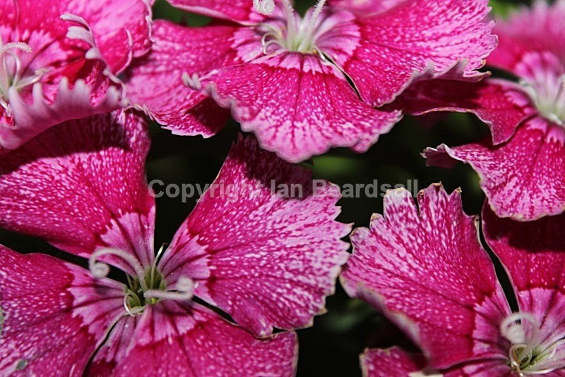 IMG_3160 - Flowers