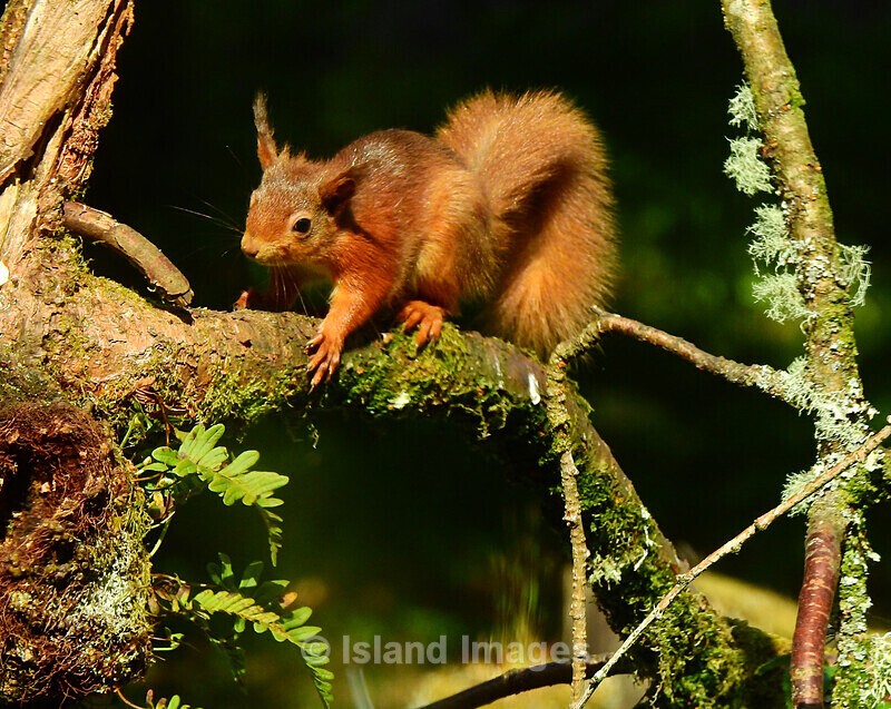A very fine looking Mr Red Squirrel - Wildlife of Argyll