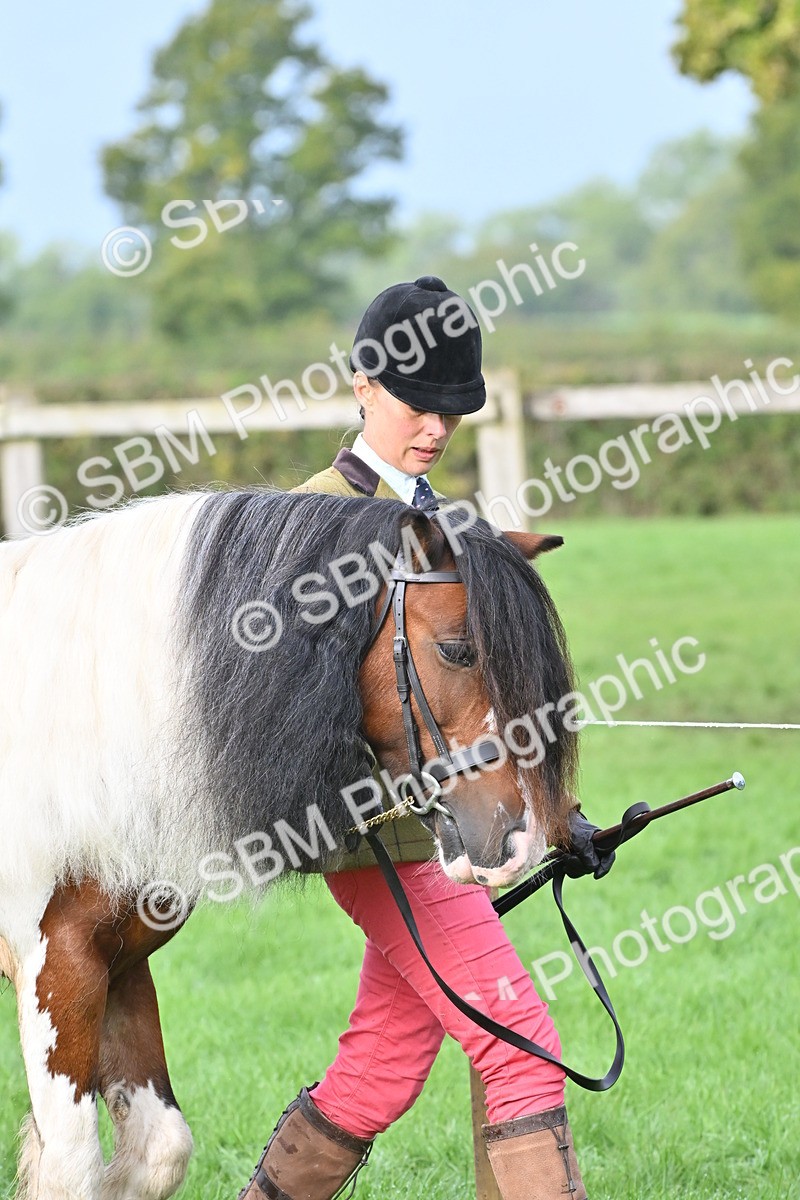 SBM_56843 - S45 - Coloured Pony In Hand
