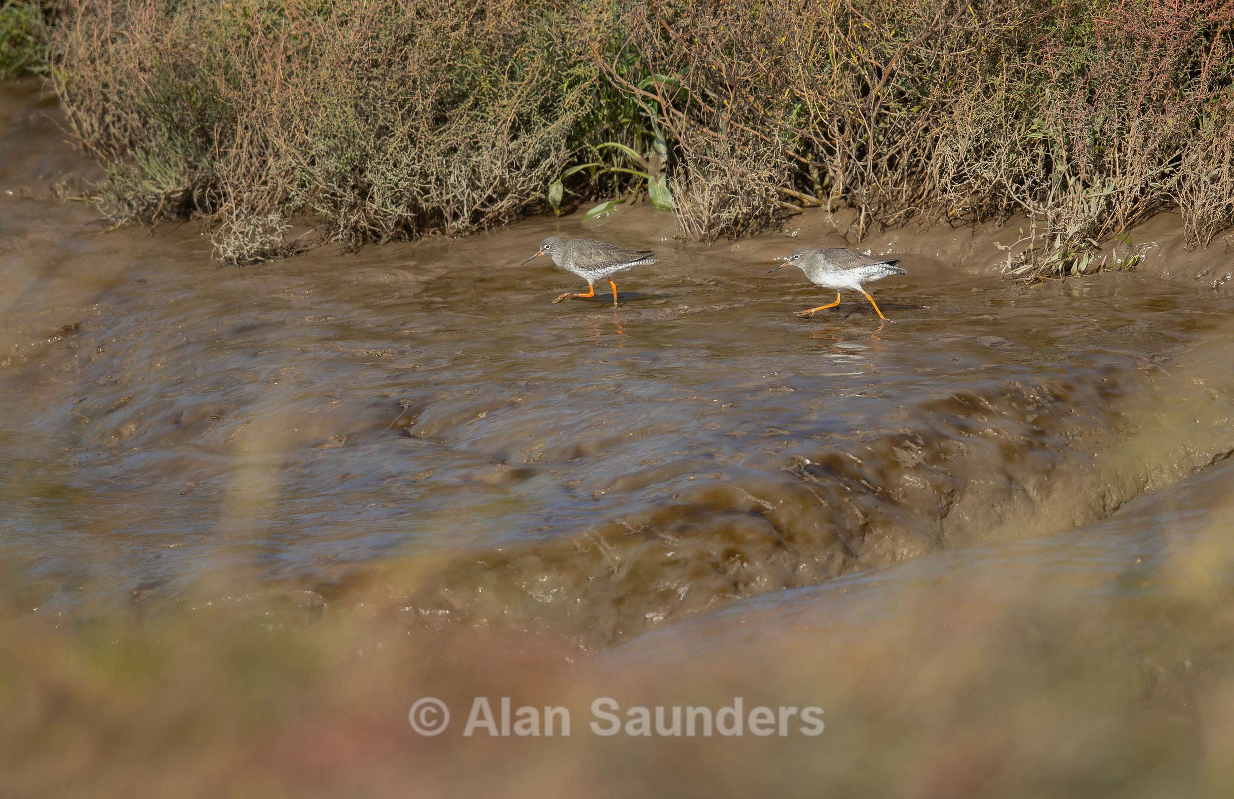 Common Redshank 12
