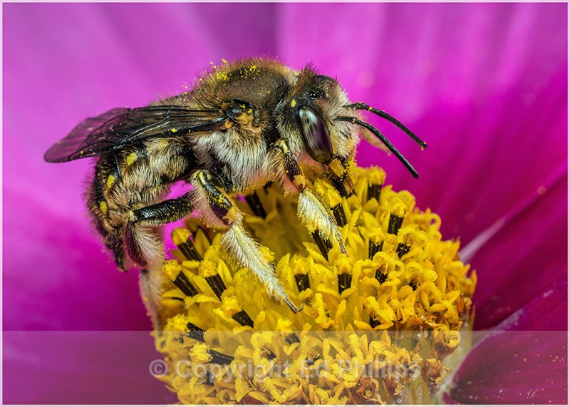 Anthidium manicatum (m) - Anthidium manicatum