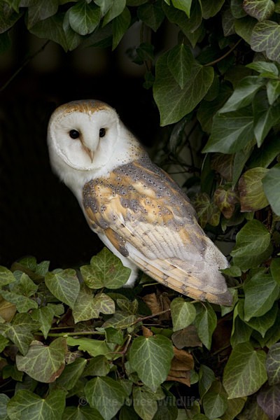 BARN OWL / REF BO 4 - BARN OWLS