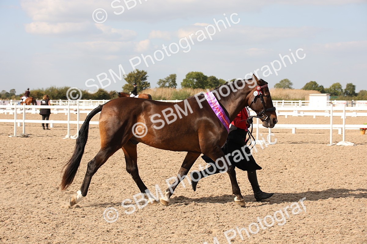 SBM_07442 - Class 26 IH Foreign Breeds -Part bred