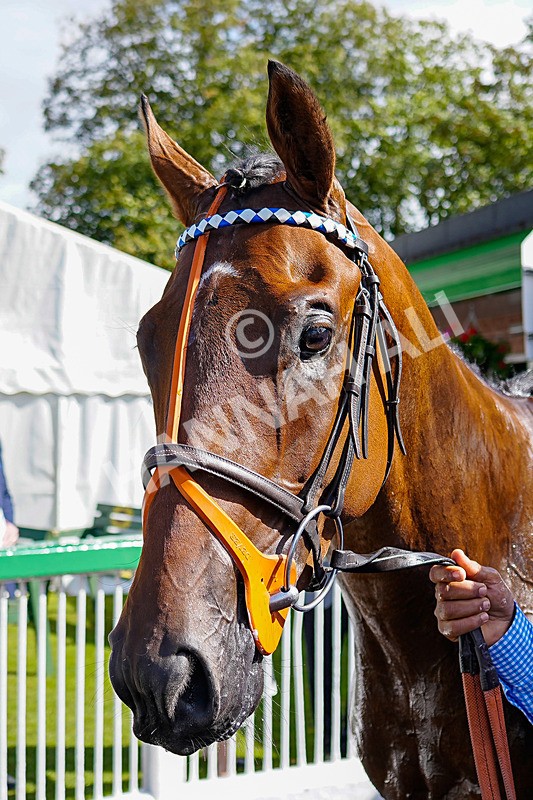 050926-Race 1-Prince Kameo-11 - Race 1 1.35pm Personal Touches Day Of Elegance Nursery Handicap