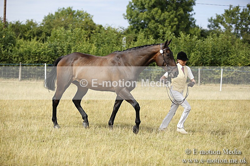 _C7A9353 - BVRC Sow 2018 Ring 2