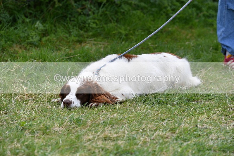 WJ5_0157 - Class 5 Best Veteran / 7 years & over