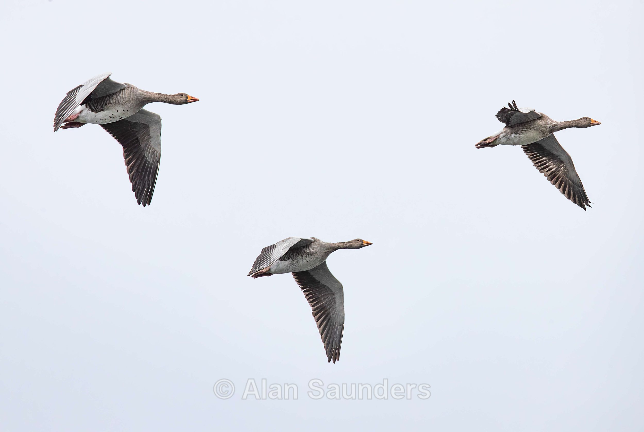 Greylag Goose 6