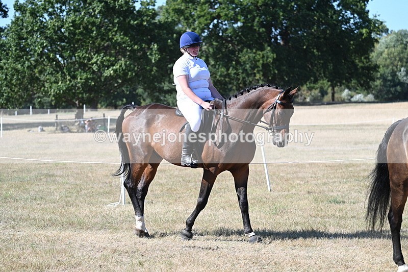 WJ7_1726 - Class 42 Most Handsome Gelding
