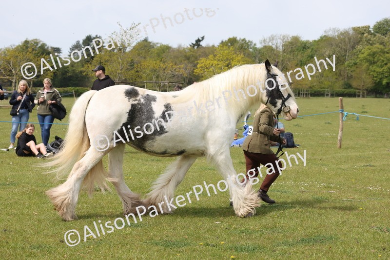 20260426-3329 - Class 27 - Coloured Horses and Ponies