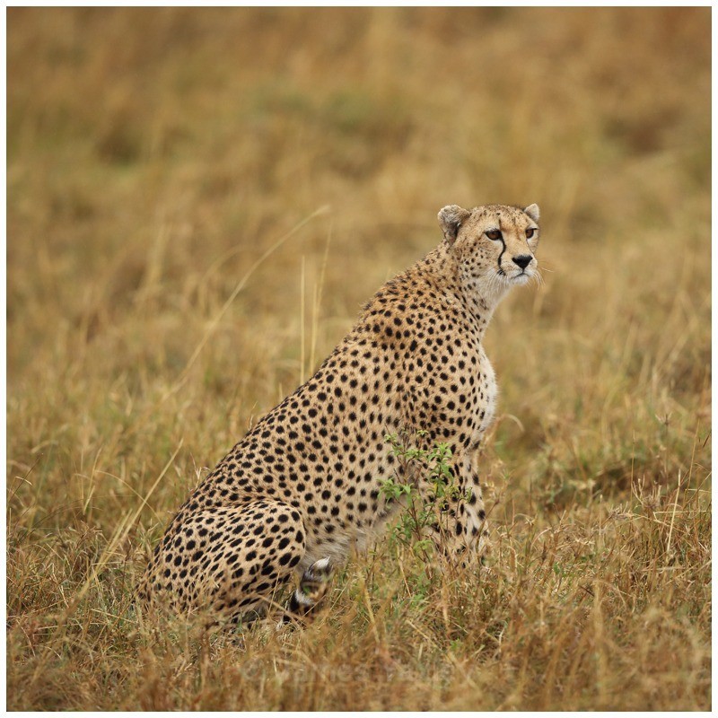 Duma - Kenyan Safari 2013