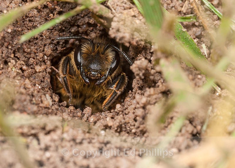 Andrena flavipes (f) - Andrena flavipes