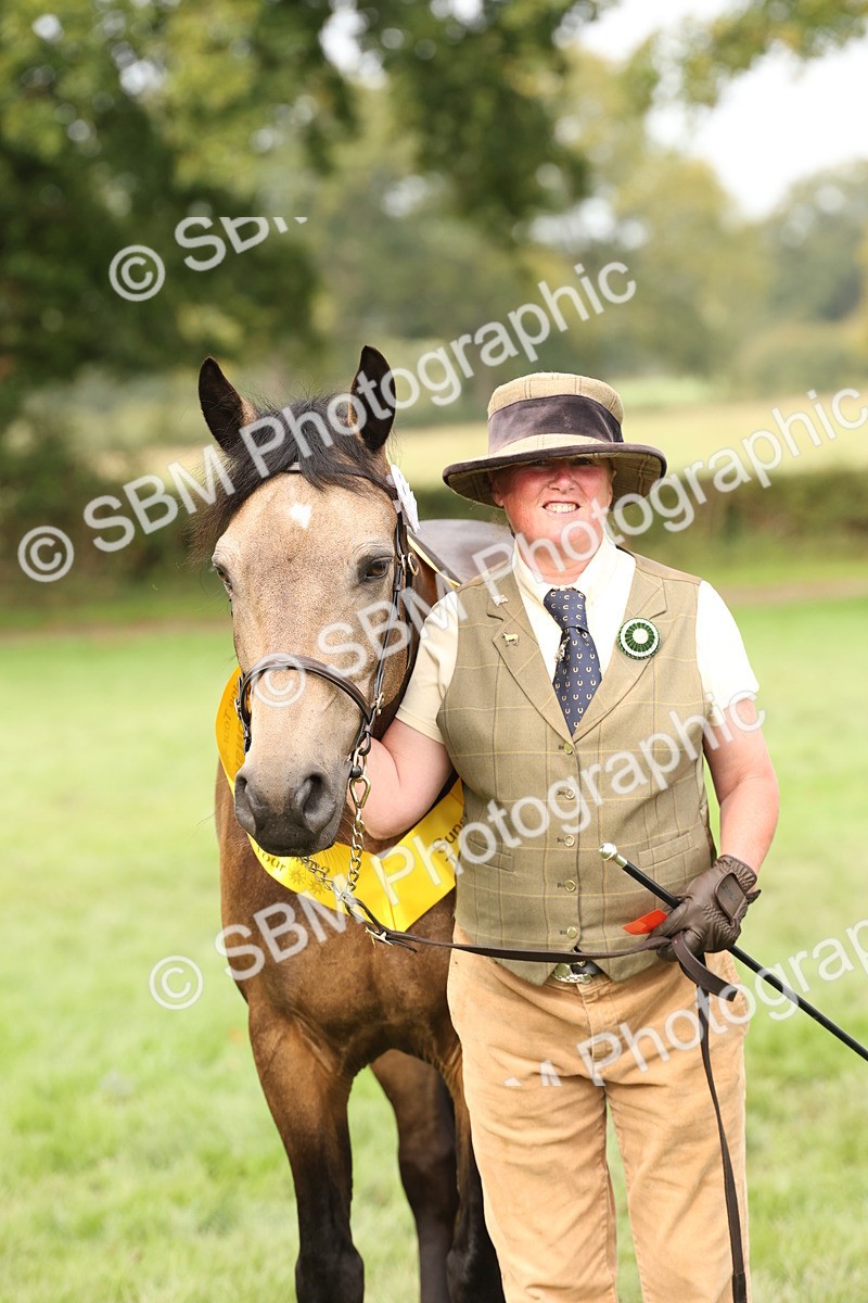 SBM_56275 - S55 - Other Coloured Horse In Hand