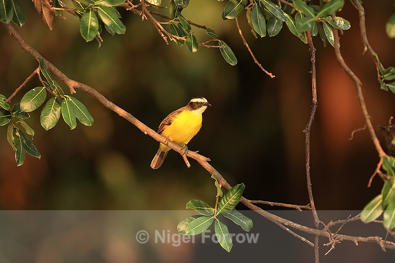Rusty-margined Flycatcher, Corixo Negro, Mato Grosso, Brazil - Rusty-margined Flycatcher
