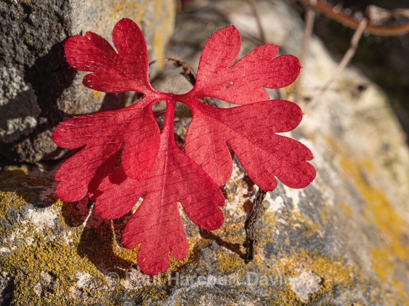 Contrasting autumnal leaf colour in Little robin (Geranium pupureum) - Autumn Colours 2020