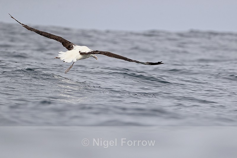 Royal Albatross takes off, rear view, Pacific Ocean, Chile - Royal Albatross
