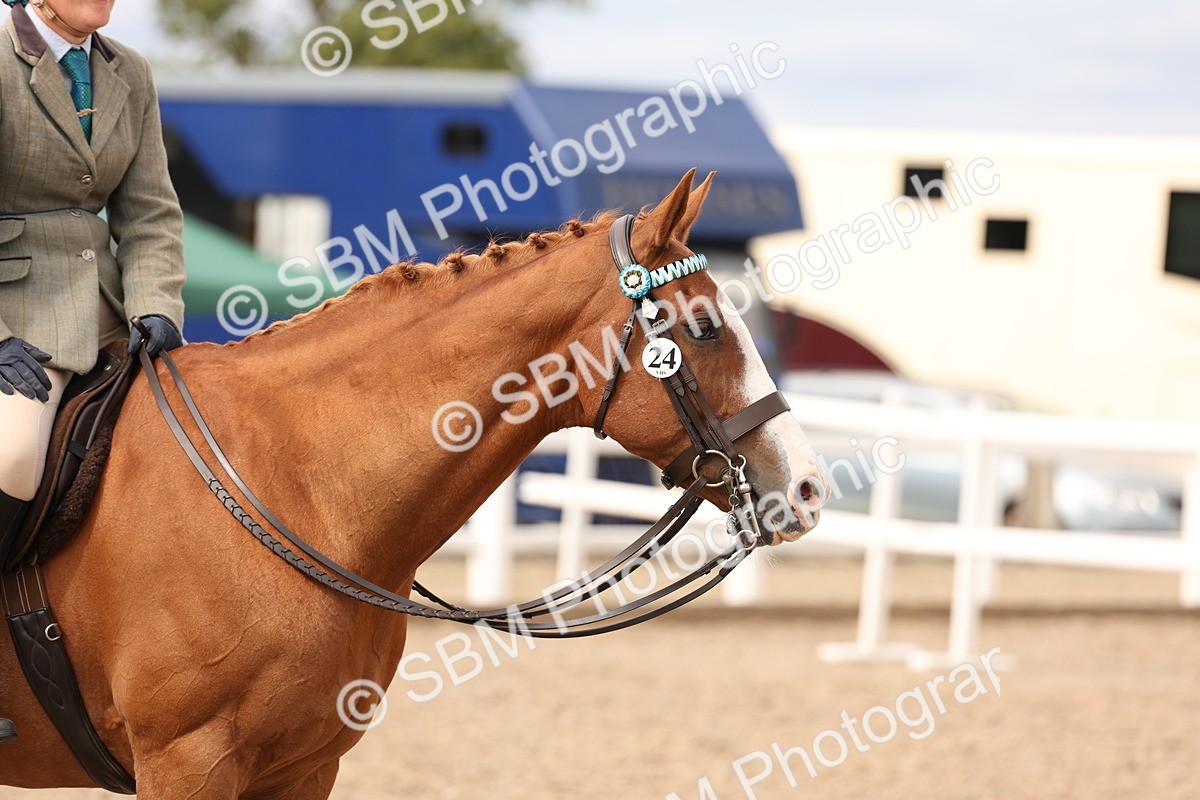 SBM_17367 - Class 214 - Ridden Hack Riding Horse