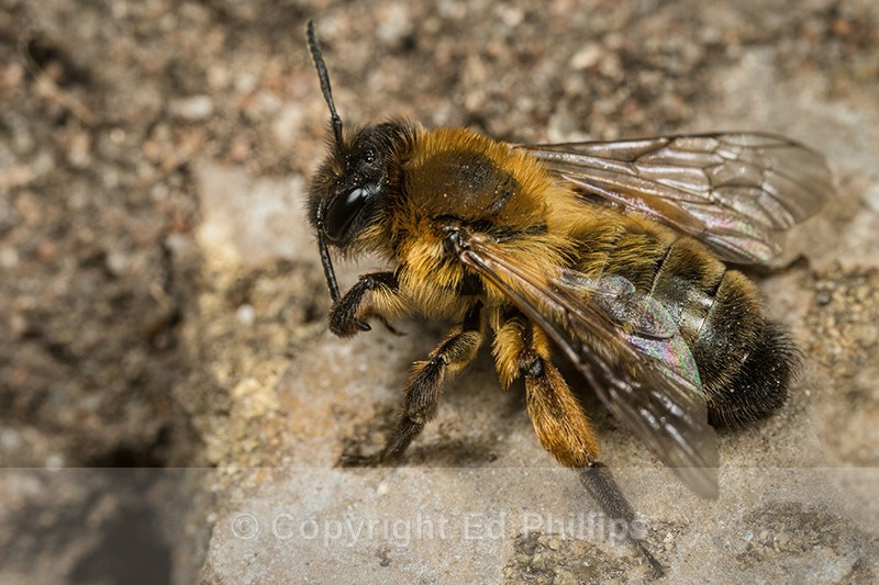 Andrena nigroaenea (f)