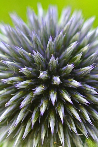 Alium Explosion - MACRO & CLOSE UPS 2