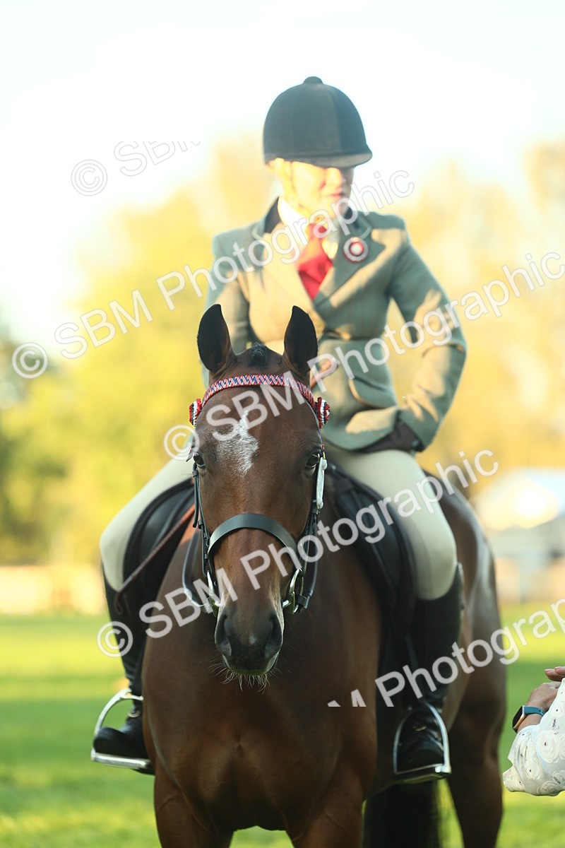 SBM_56580 - S14 - Riding Club Horse