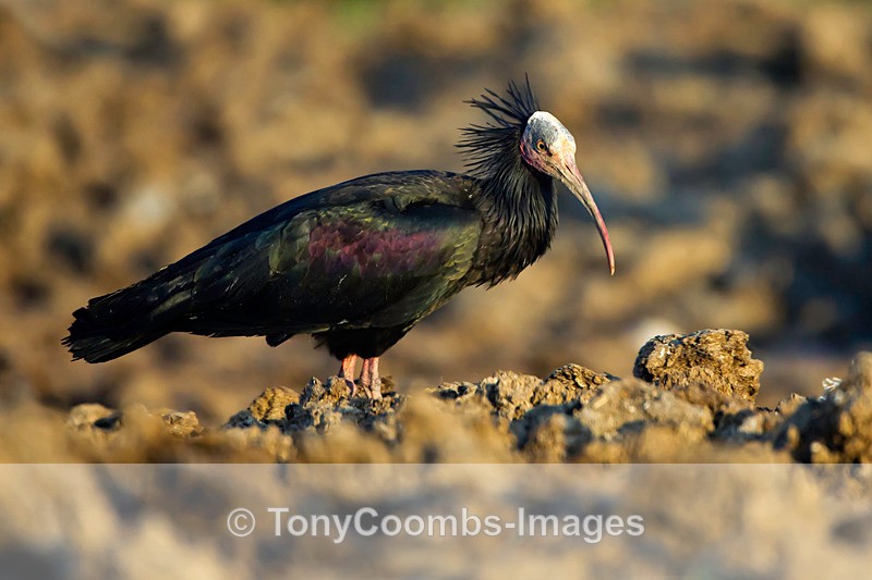 Bald Ibis - Turkey
