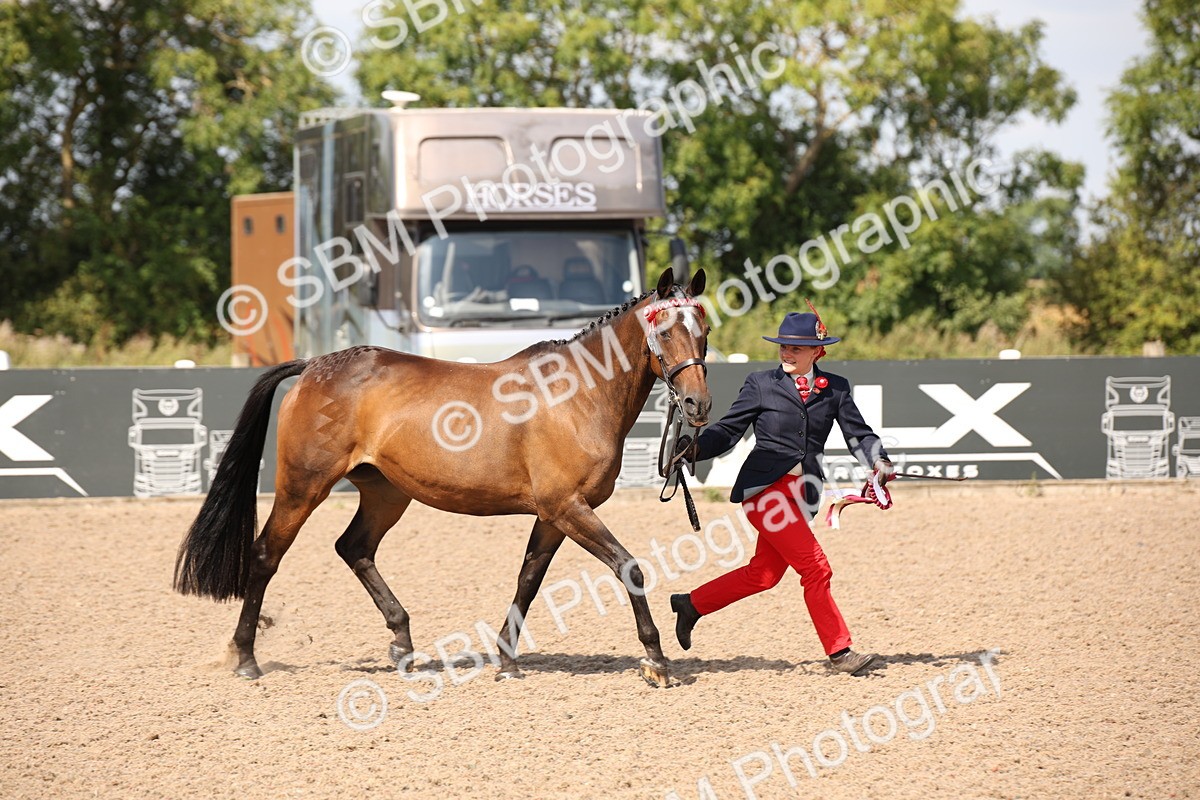 SBM_03085 - Class 17 Prettiest Mare IH or Ridden