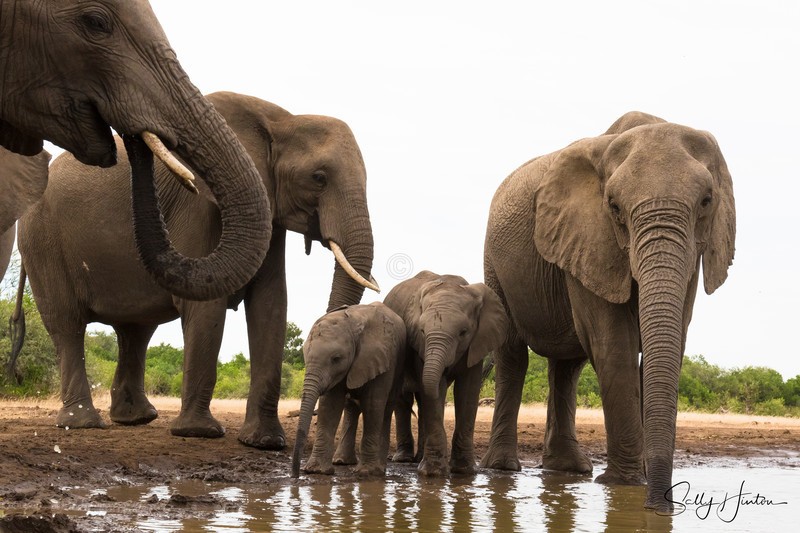 Elephant Baby 37