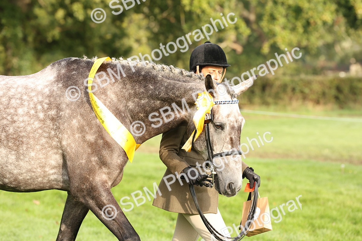 SBM_55025 - S52 - Riding Horse & Hack & thoroughbred In Hand