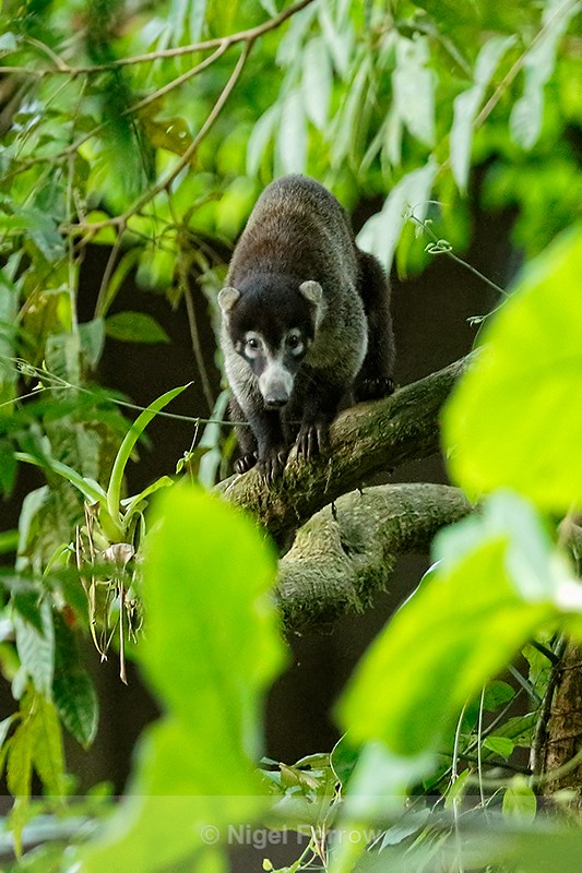 White-nosed Coati, Casa Corcovado, Costa Rica - Coati