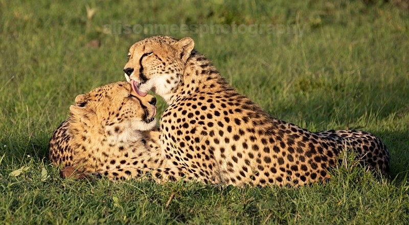  - Cheetah