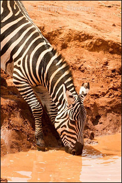 Zebra drinking - Kenya, Tsavo East