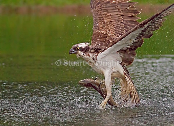 20 - Wild Birds of Prey Inc. Owls