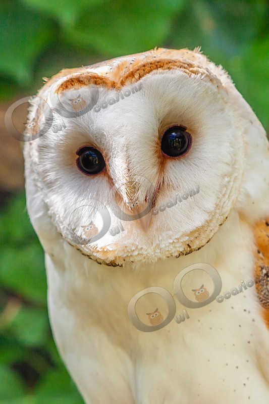 barn owl tyto alba-1270 - Owls of the World