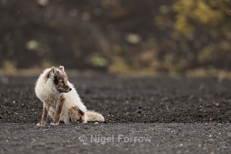 Arctic Fox looks to side, Katla Ice Cave, Iceland - Arctic Fox