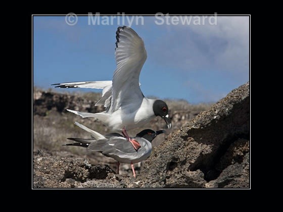 Swallow tailed gulls - Galapagos Islands