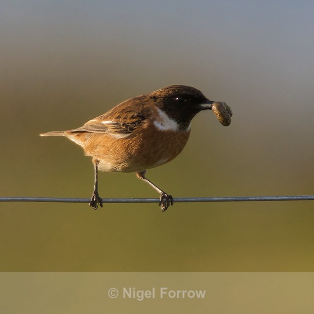 Stonechat (male) with caterpillar perched a fence wire - Stonechat