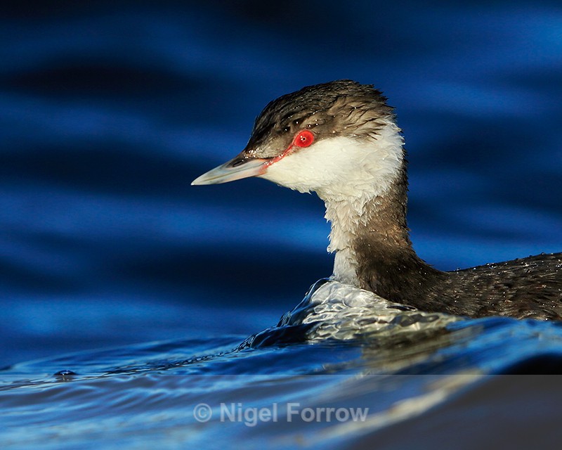 Slavonian Grebe close-up, Farmoor Reservoir - Slavonian Grebe