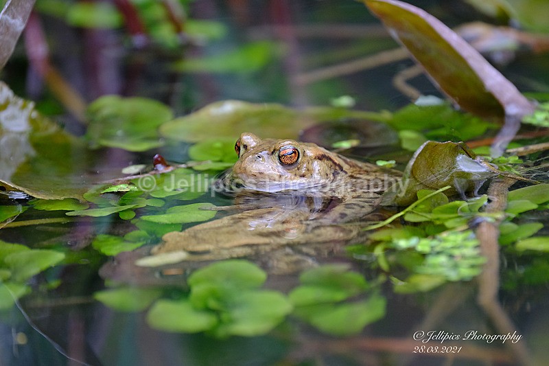 - Wildlife and Nature