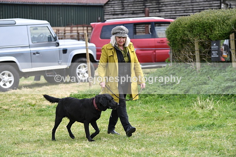 WJ5_9526 - Class 3 Most Handsome Dog