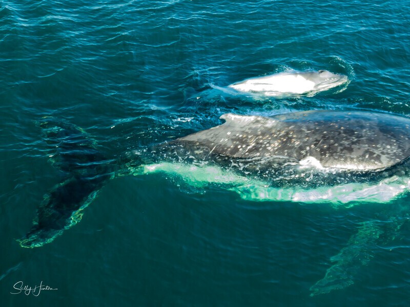 Humpback with white calf 2 - Humpback Whales