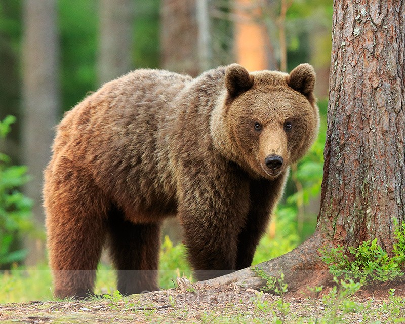 Brown Bear in the forest, Martinselkonen, Finland - Brown Bear