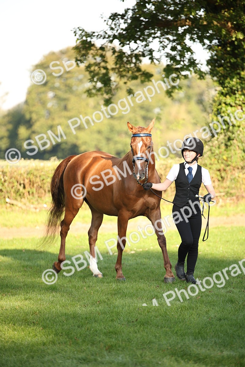 SBM_57528 - S50 - Foreign Breeds In Hand