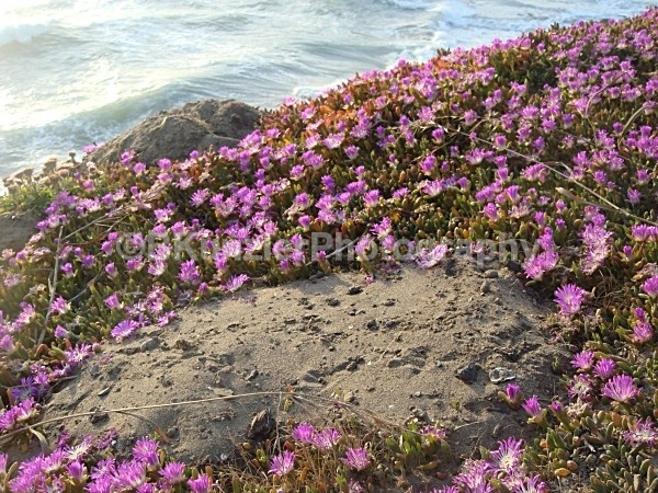  - San Francisco Coast