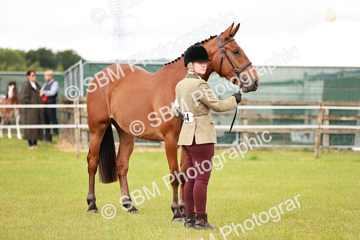 SBM_00781 - Class 26-30 Sport Horse In Hand