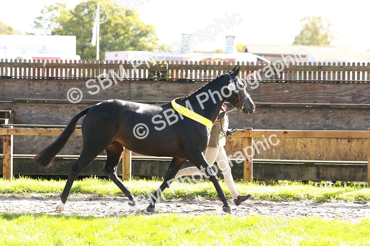 SBM_37543 - Fun Showing Supreme Championship