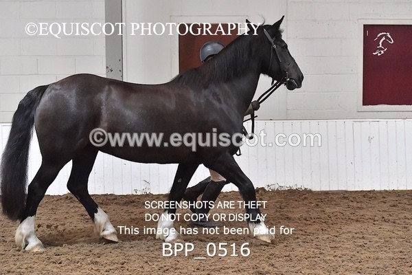 BPP_0516 - RING 1