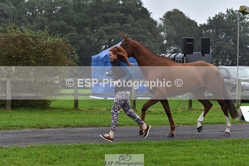 231018-115824-00012 - 002-CHILLI.BILL-Alicia.Wilkinson-TrotUp