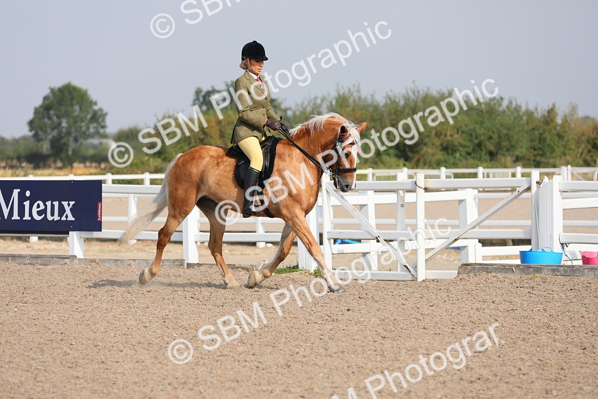 SBM_11338 - Class 305 Ridden Foreign Breeds- Pure Bred
