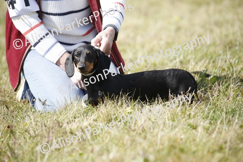 20250831-3786 - Dog Show