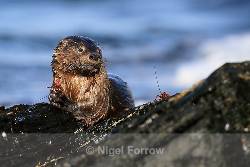 Marine Otter clasping food, Chanaral Island, Chile - Otter