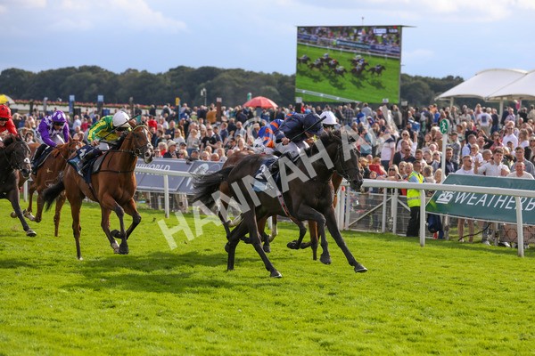 250823-Race 6-Battle Cry-5940 - Race 6 4.45pm British EBF 40th Anniversary Convivial Maiden Stakes